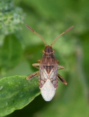 Stictopleurus sp.
